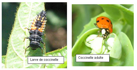 Coléoptères: Métamorphose complète